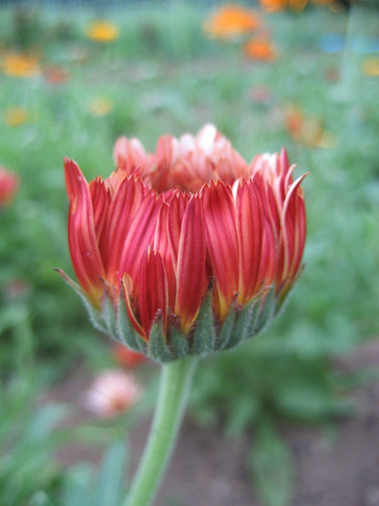 Flashback Calendula Mix vendor-unknown