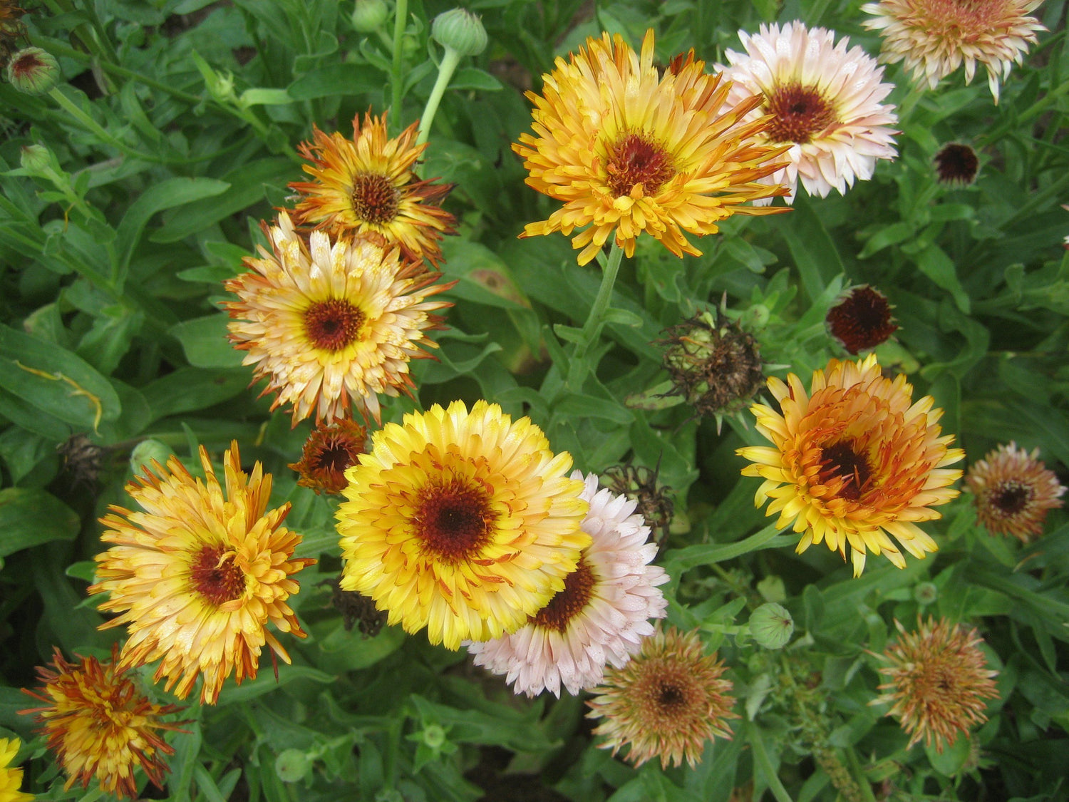 Flashback Calendula Mix vendor-unknown