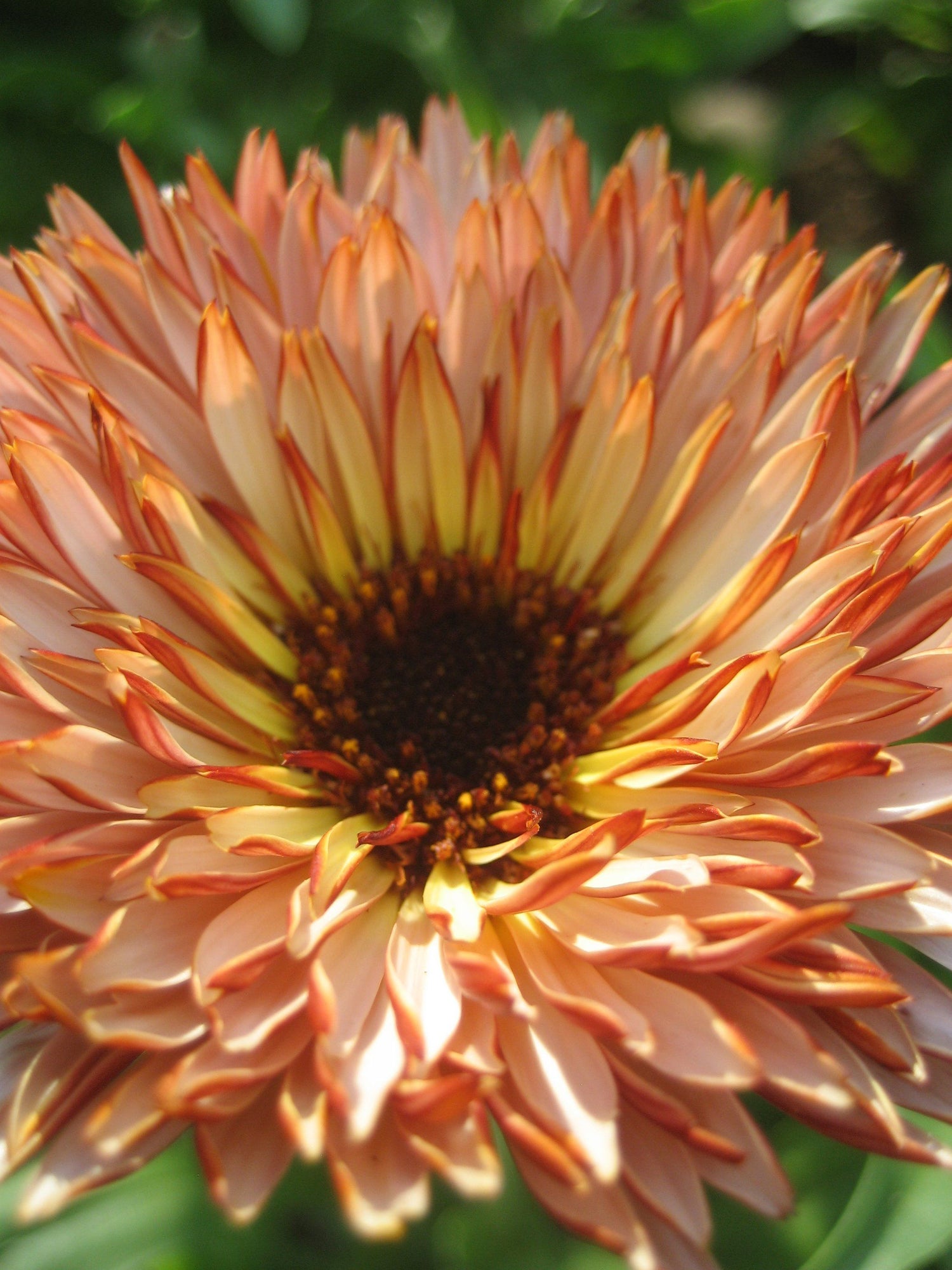 Flashback Calendula Mix vendor-unknown