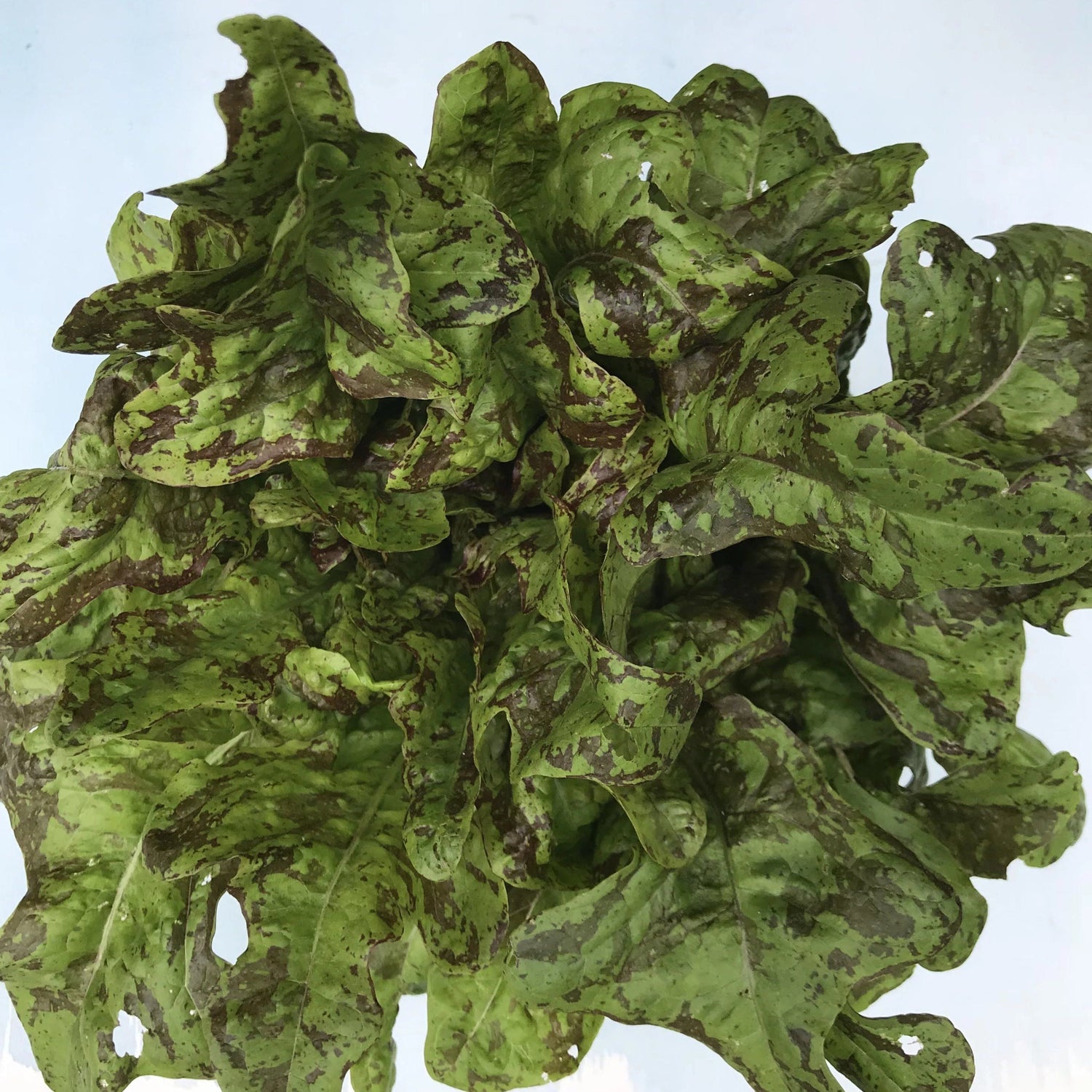 Flashy Butter Oak Lettuce vendor-unknown