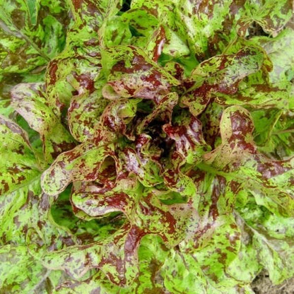 Flashy Butter Oak Lettuce vendor-unknown