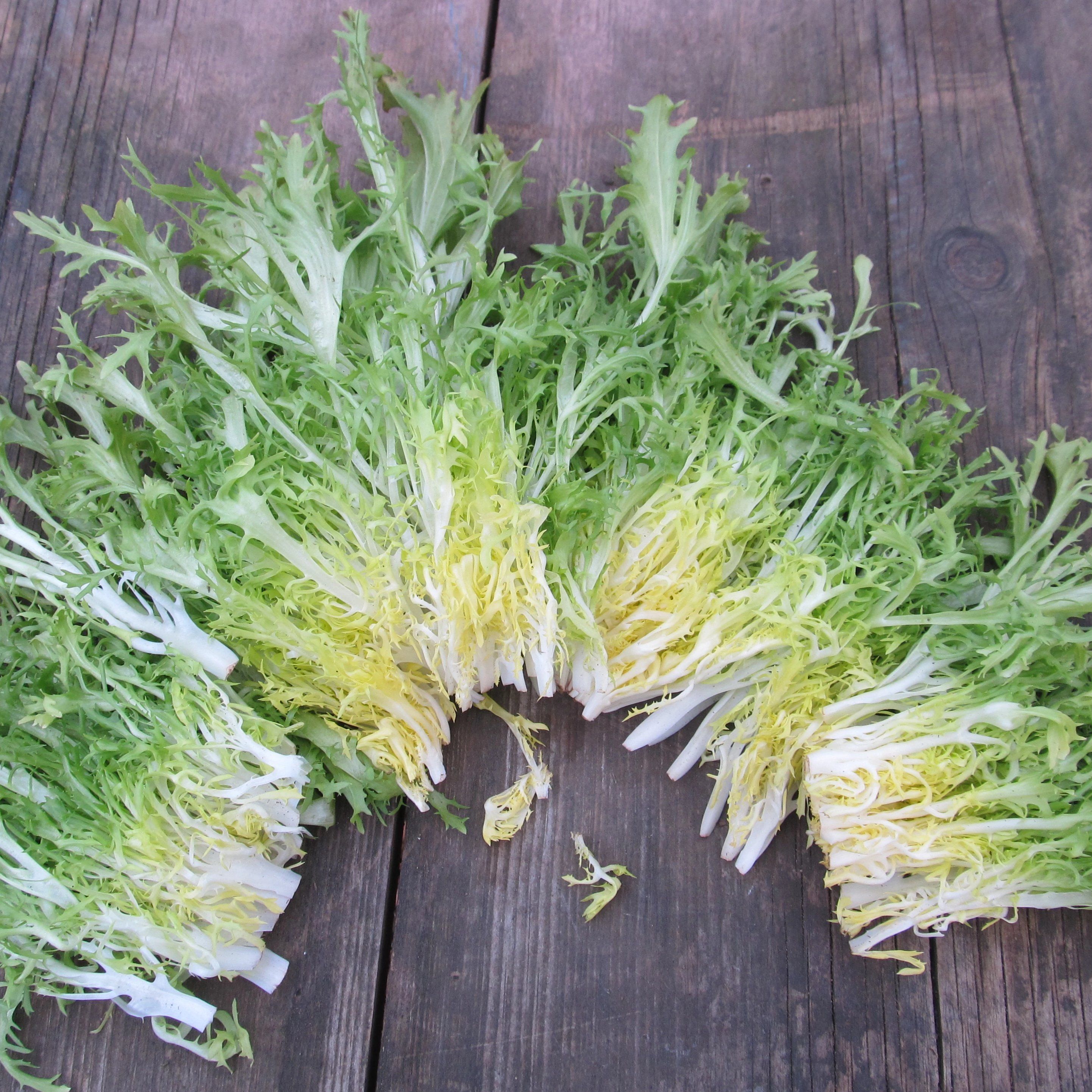 Frisee Endive vendor-unknown