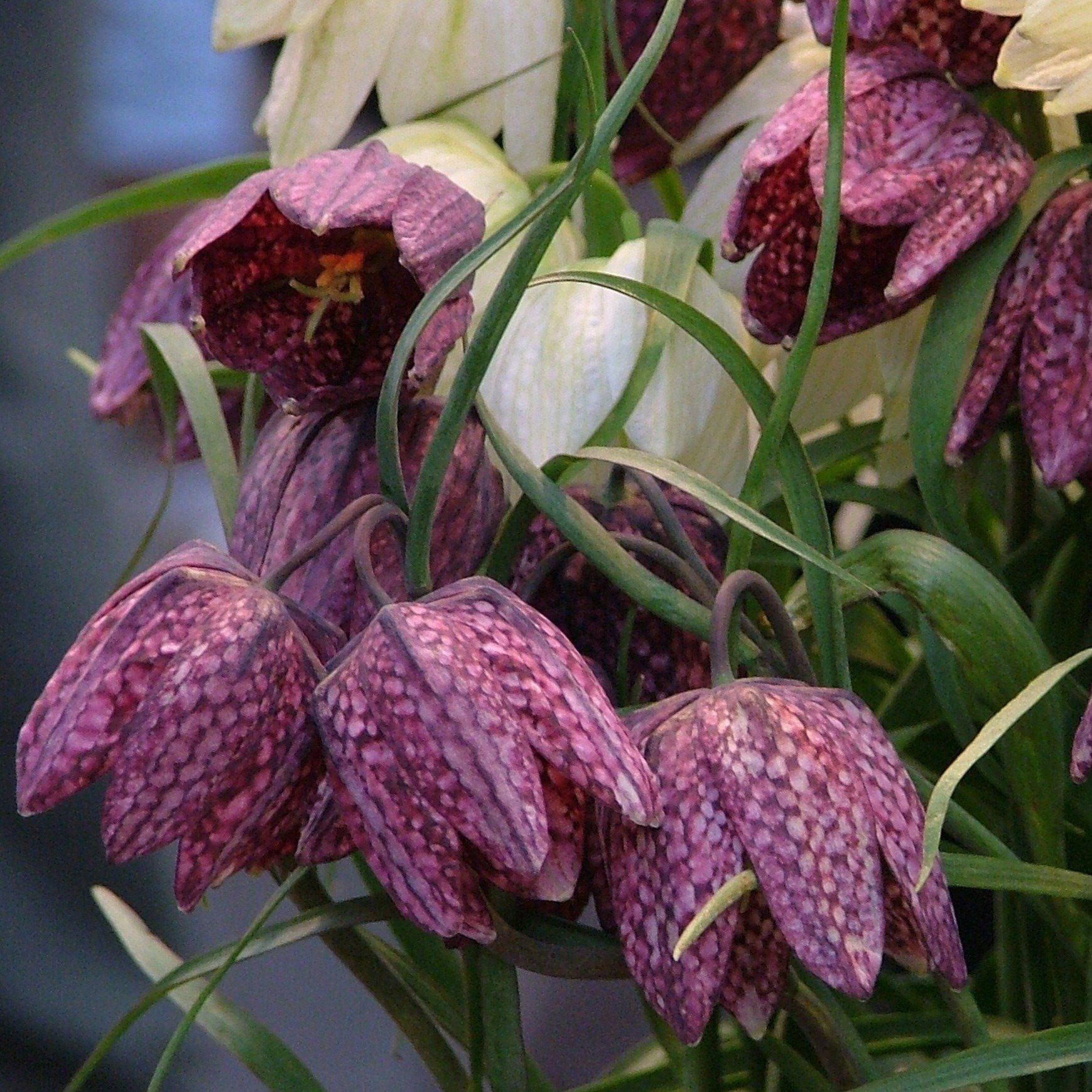 Fritillaria meleagris vendor-unknown