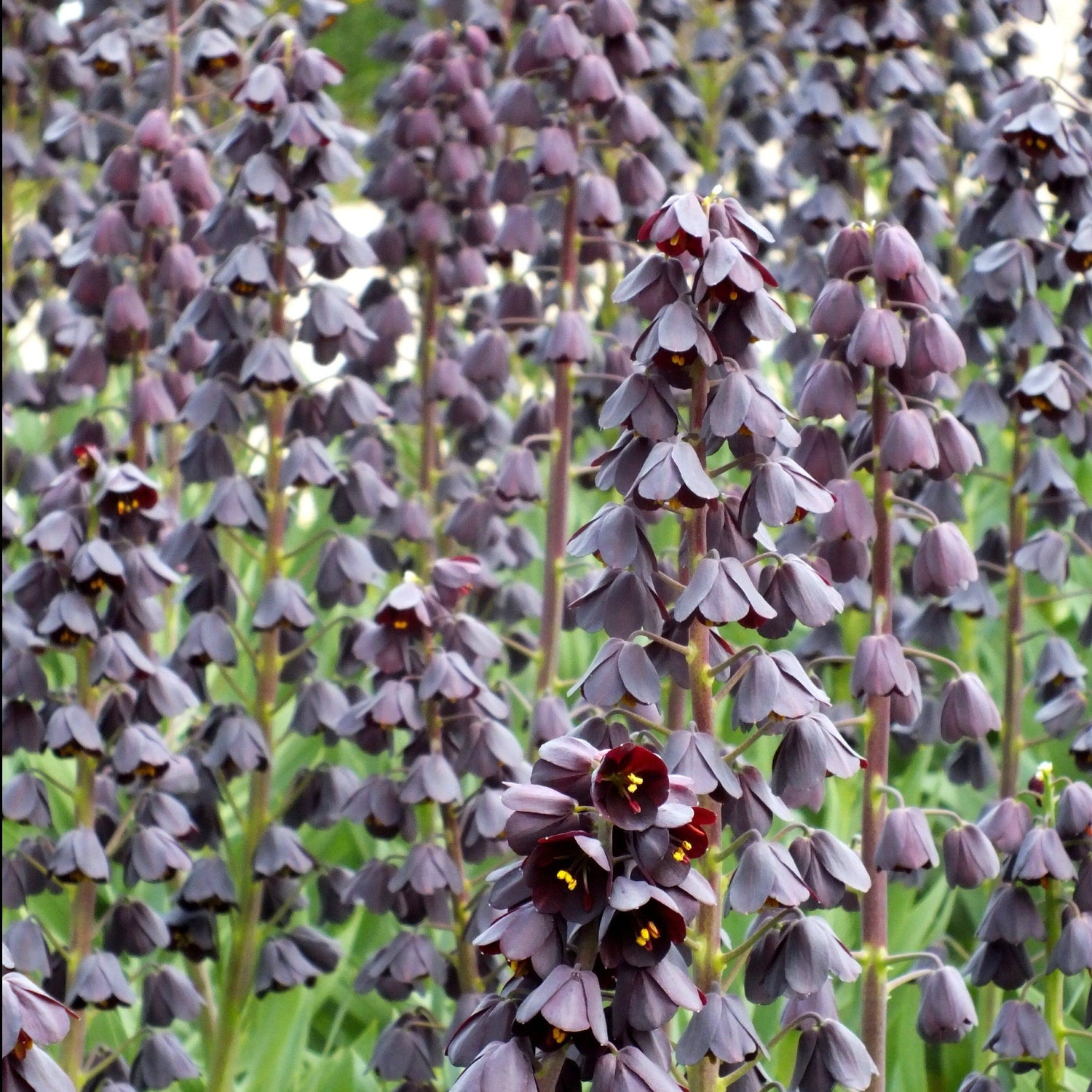 Fritillaria persica vendor-unknown