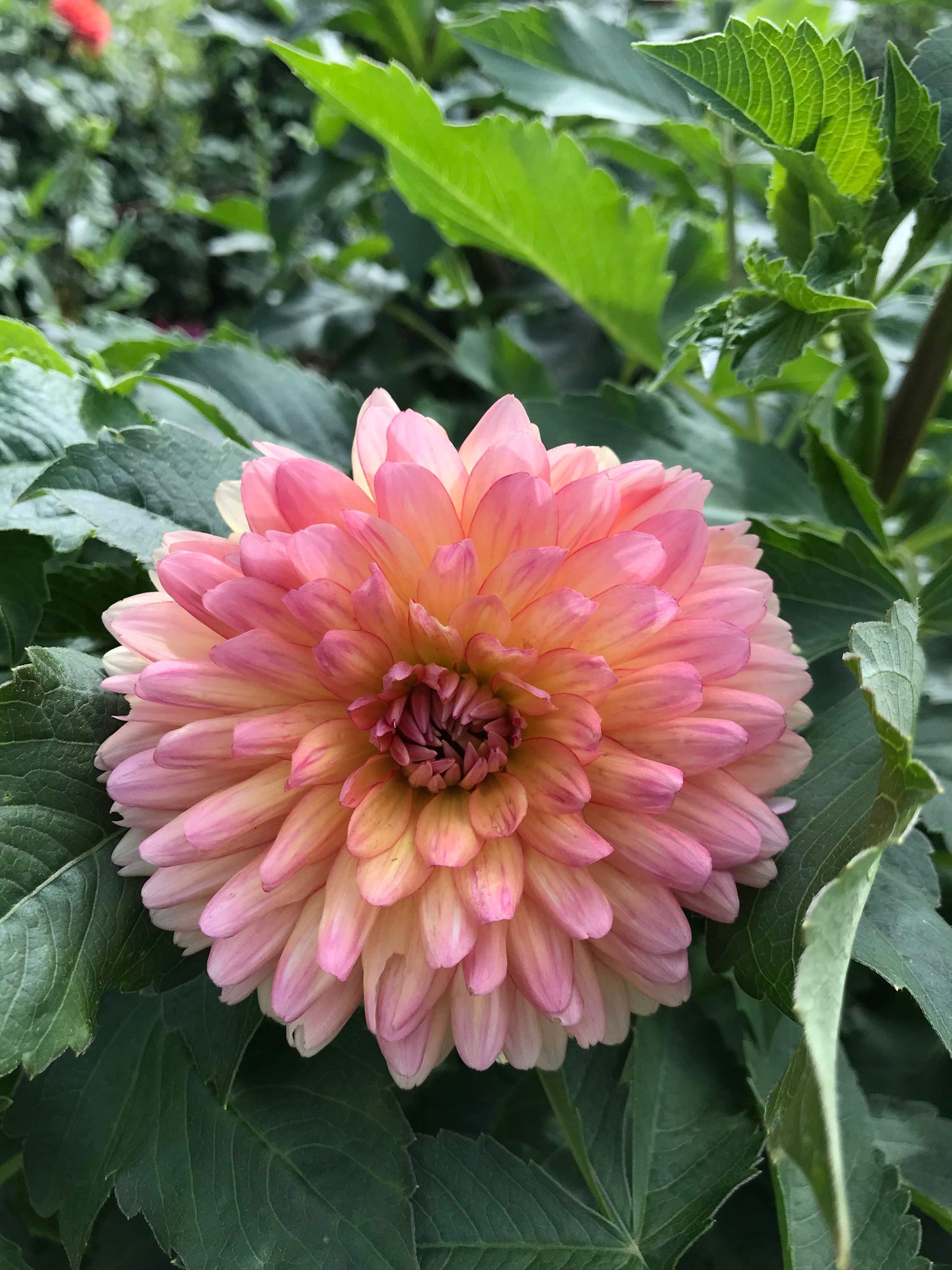 Gabrielle Marie Dahlia Tuber vendor-unknown