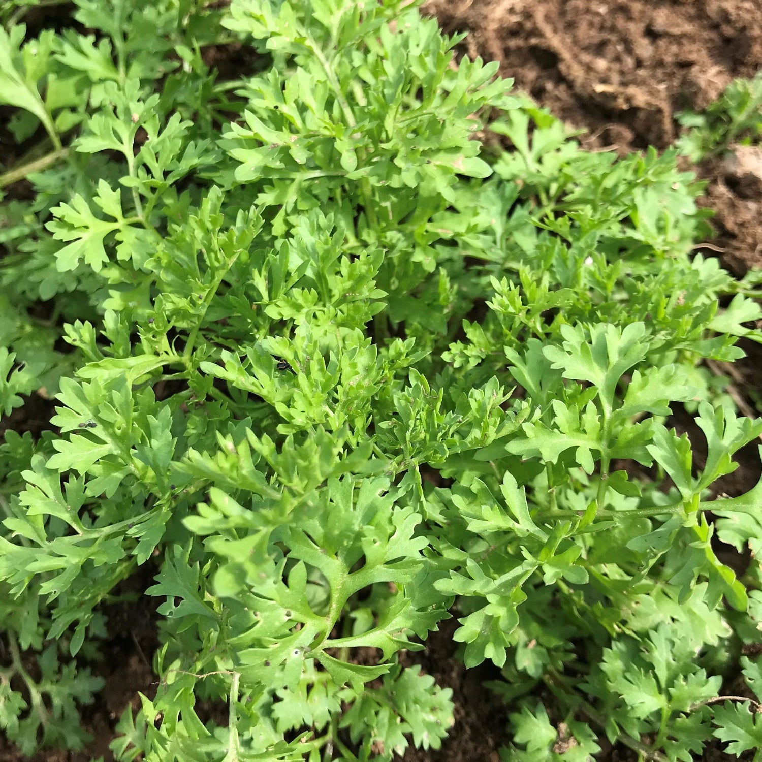 Garden Cress vendor-unknown