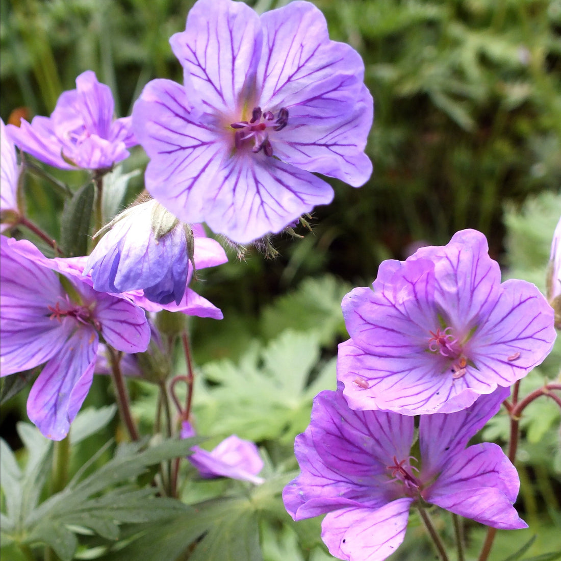 Geranium tuberosum