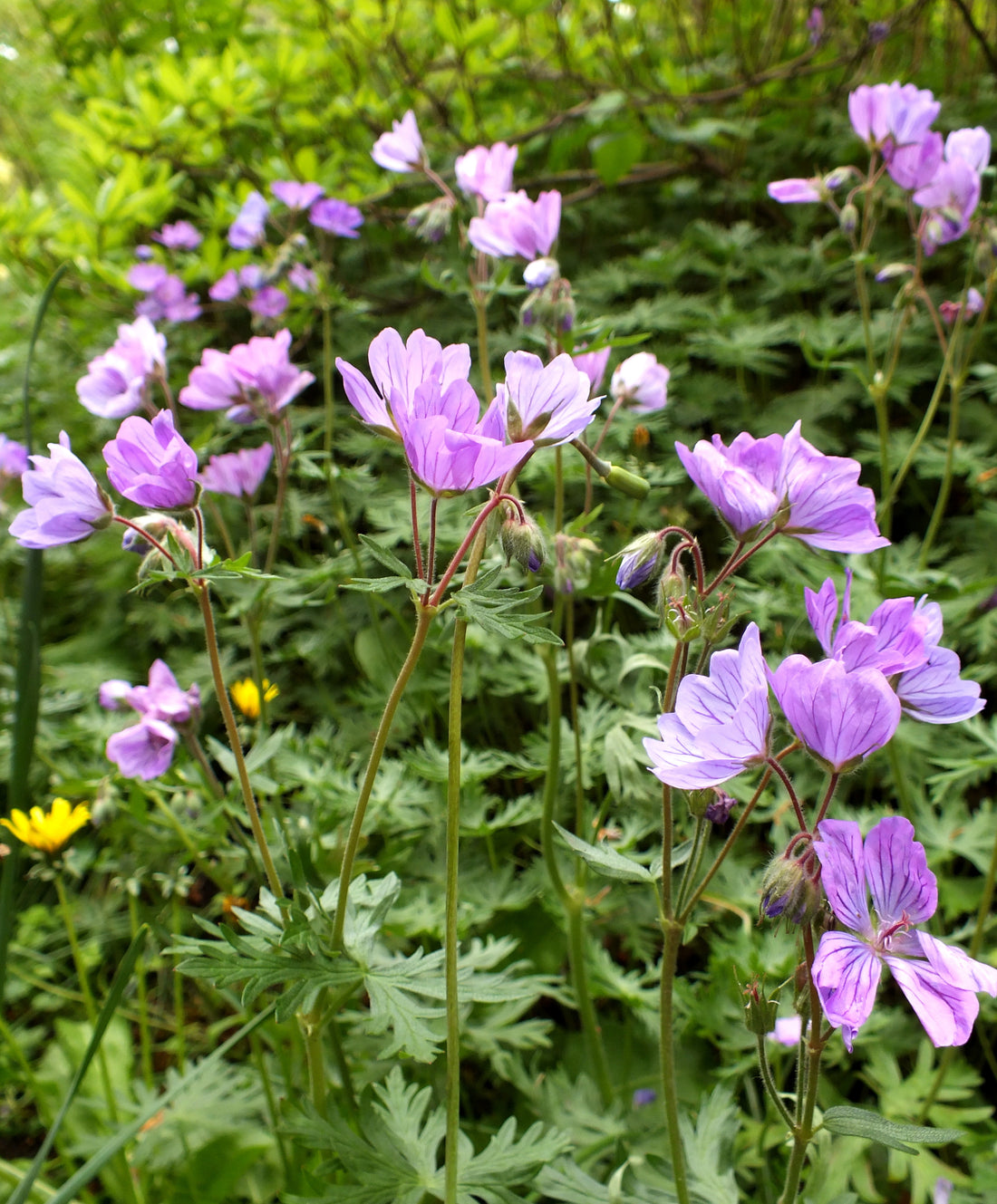 Geranium tuberosum