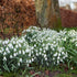 Giant Snowdrops vendor-unknown