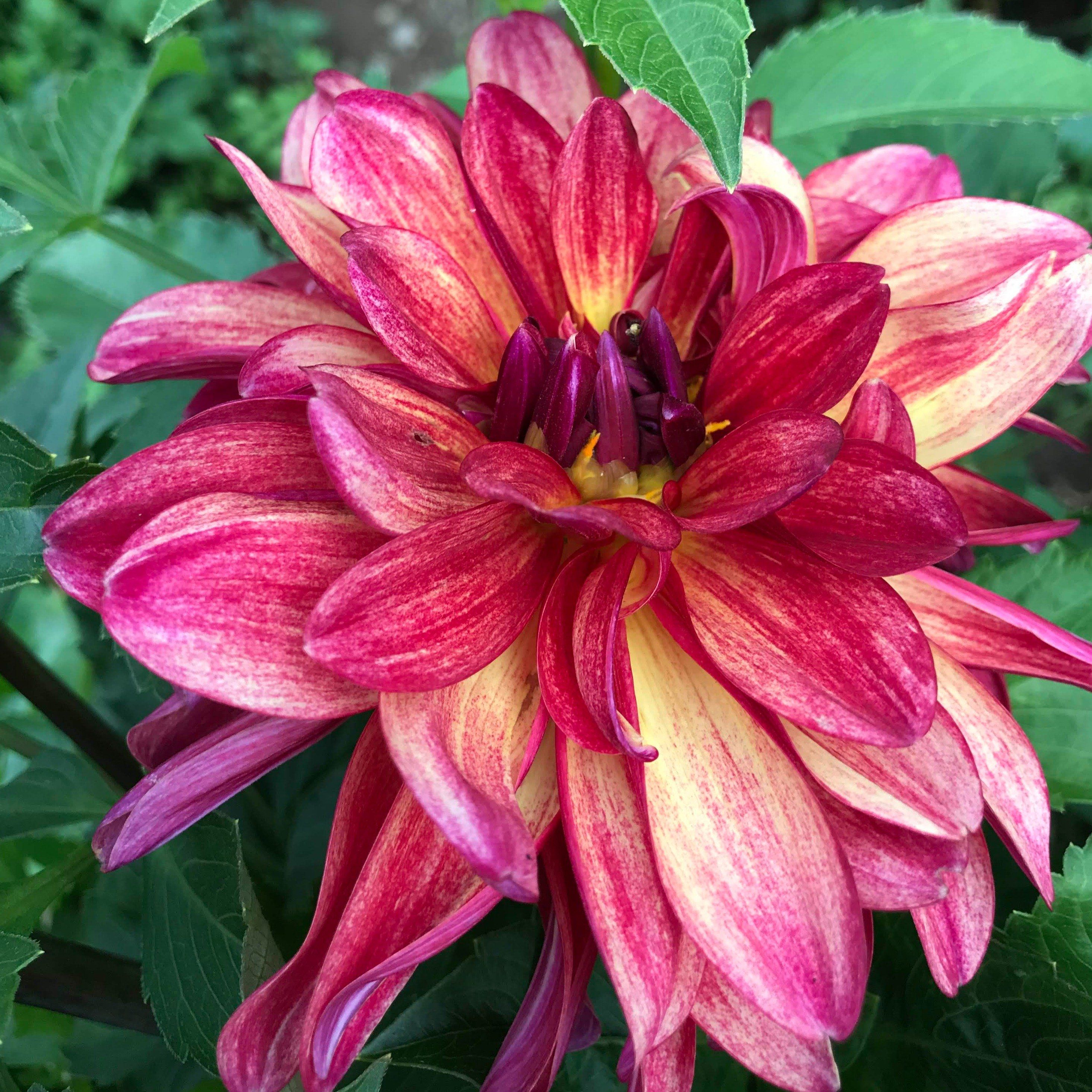 Gitts Crazy Dahlia Tuber vendor-unknown