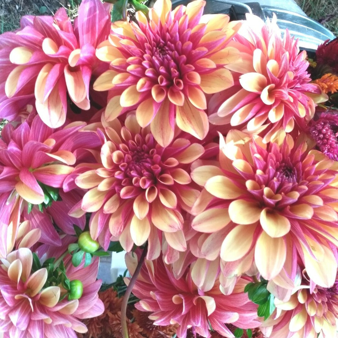 Gitts Crazy Dahlia Tuber vendor-unknown