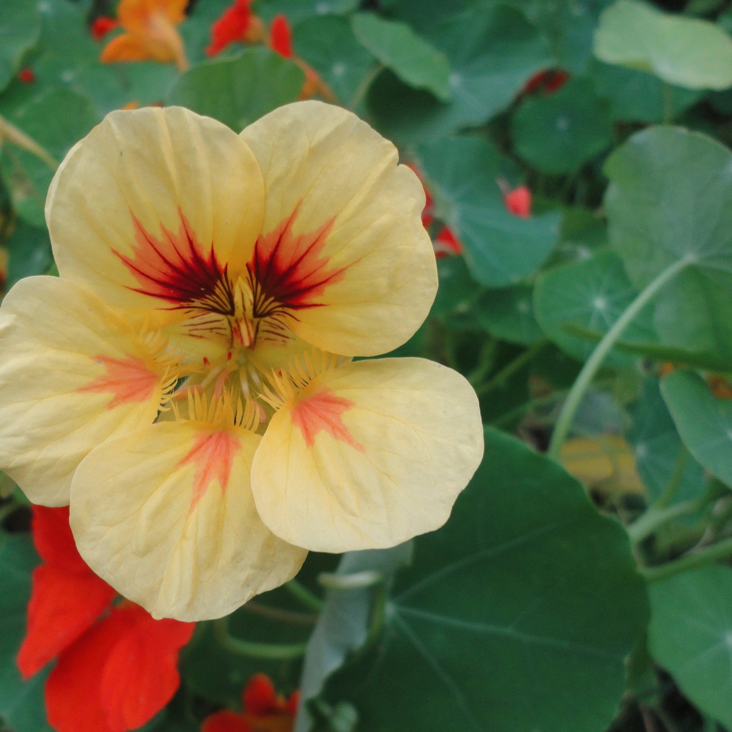 Glorious Gleam Nasturtium vendor-unknown