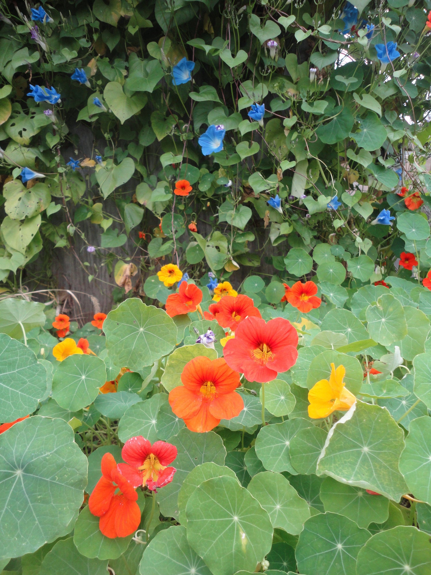 Glorious Gleam Nasturtium vendor-unknown