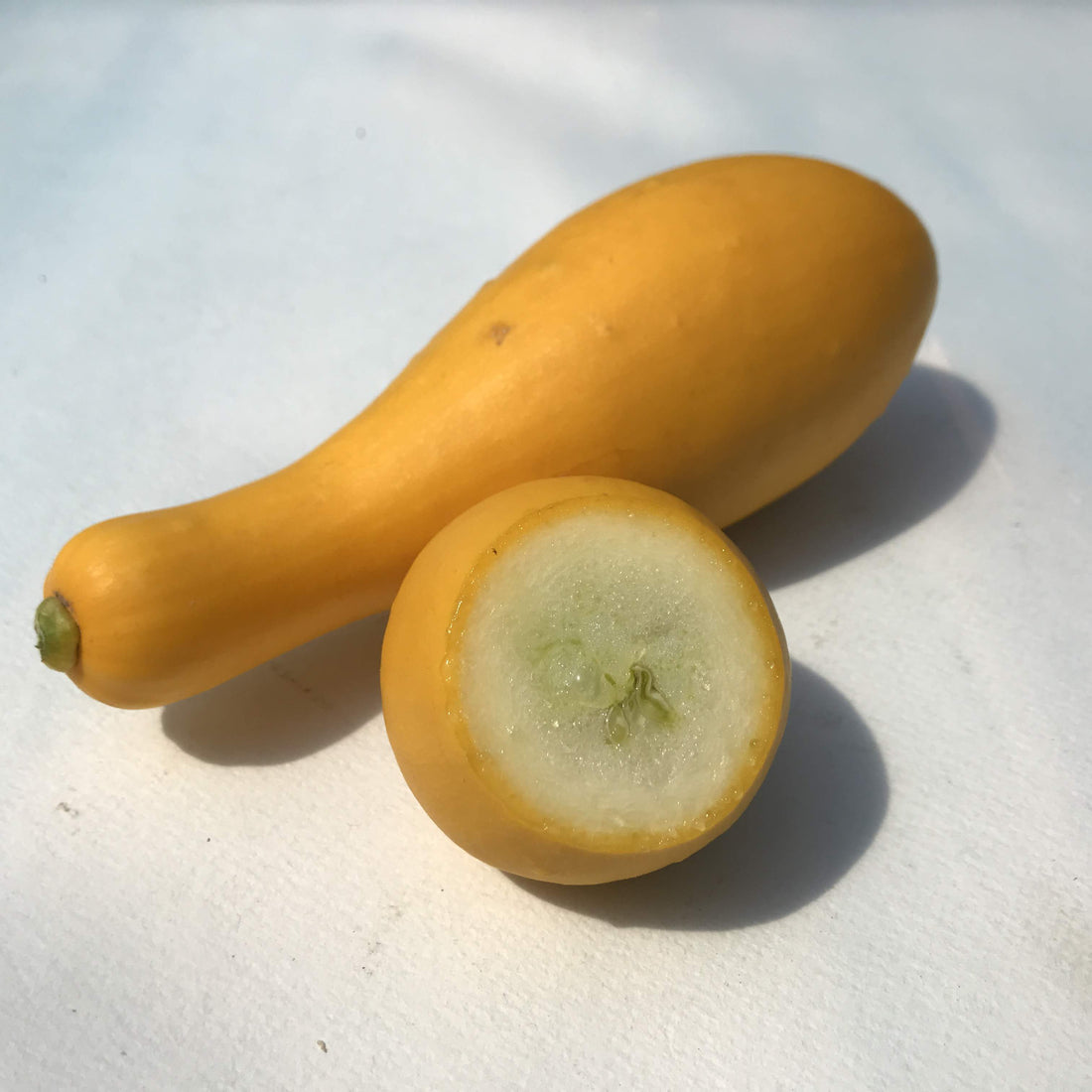 Golden Crookneck Squash vendor-unknown