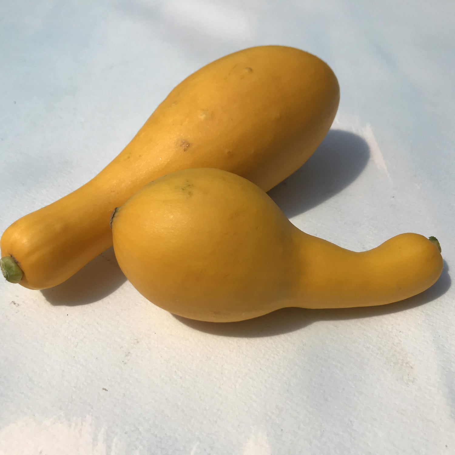 Golden Crookneck Squash vendor-unknown