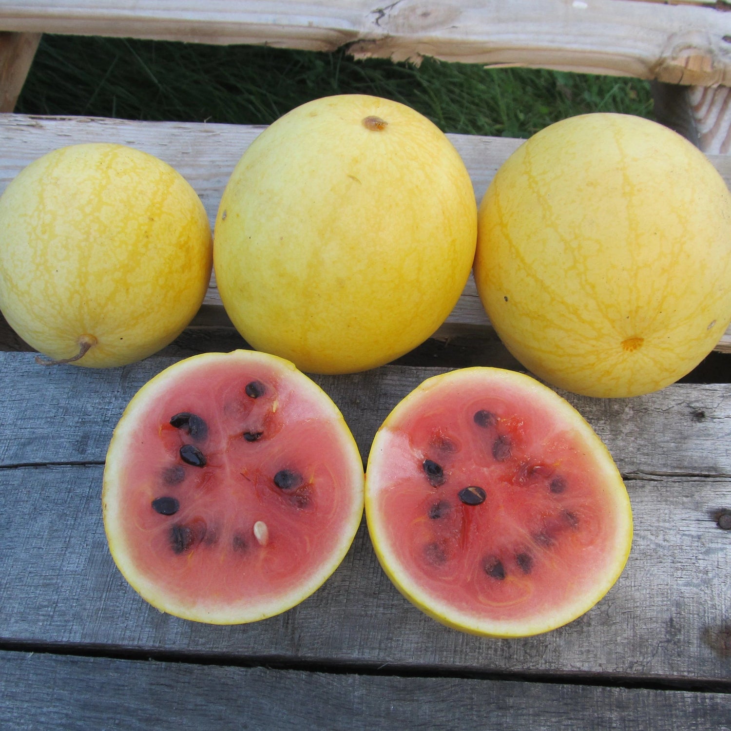 Golden Midget Watermelon