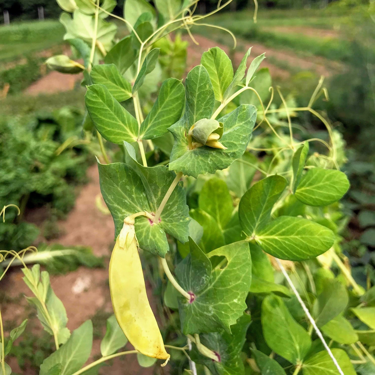 Golden Sweet Snow Pea vendor-unknown