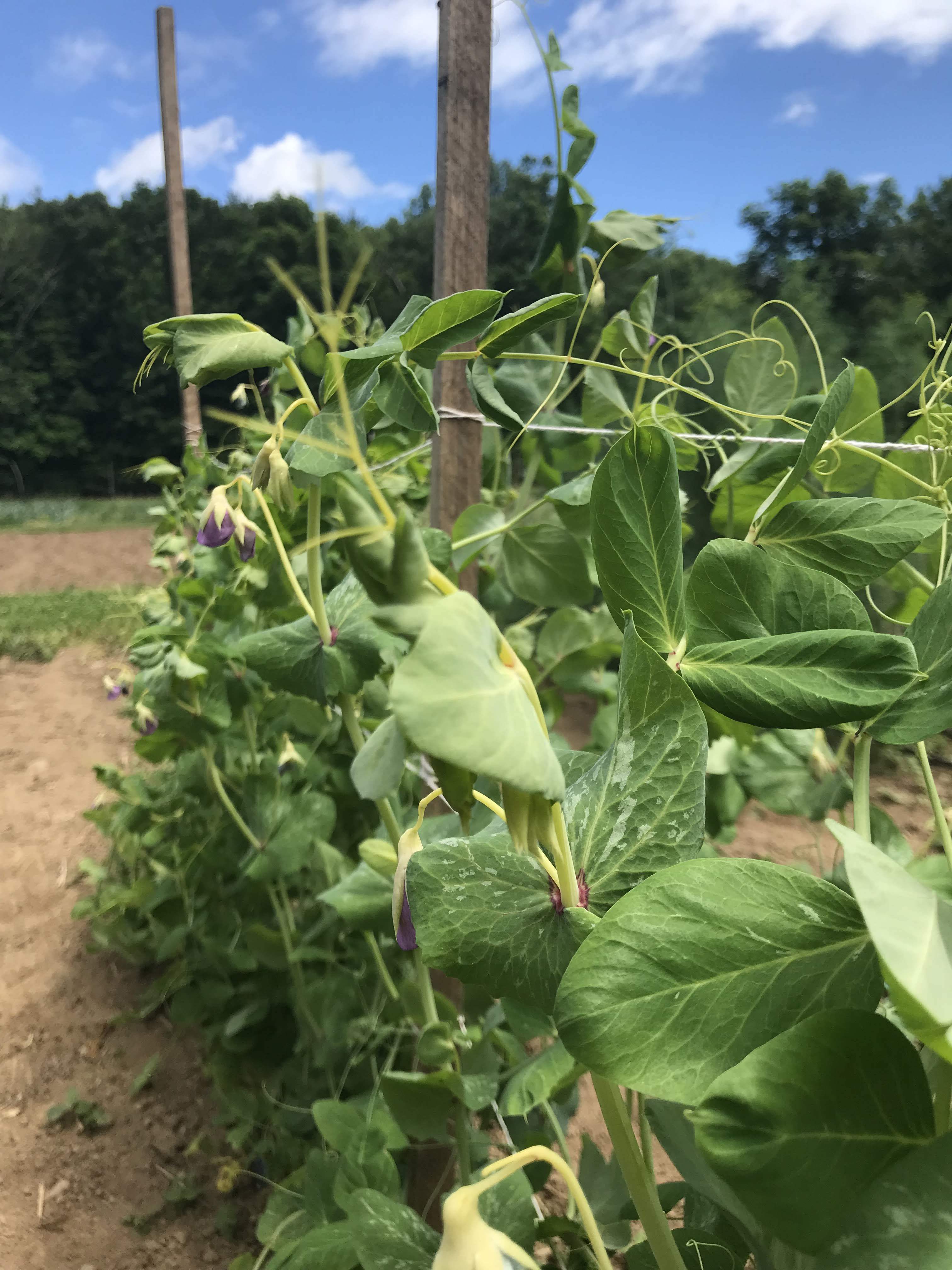 Golden Sweet Snow Pea vendor-unknown