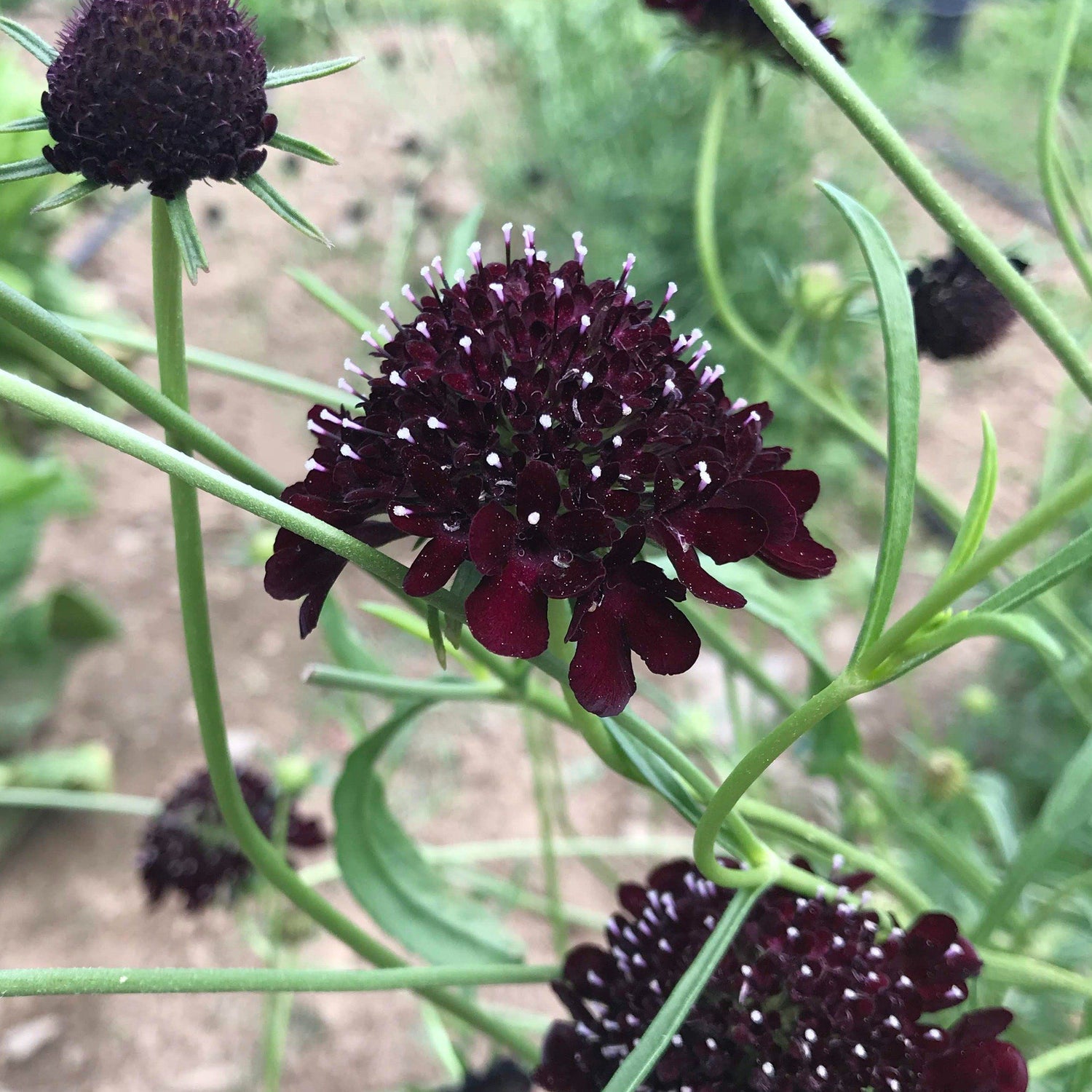 Goth Garden Flower Mix vendor-unknown