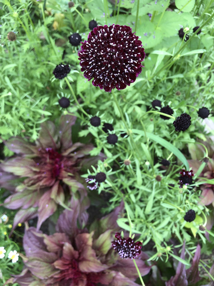 Goth Garden Flower Mix vendor-unknown