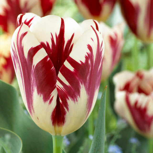 Tulip &