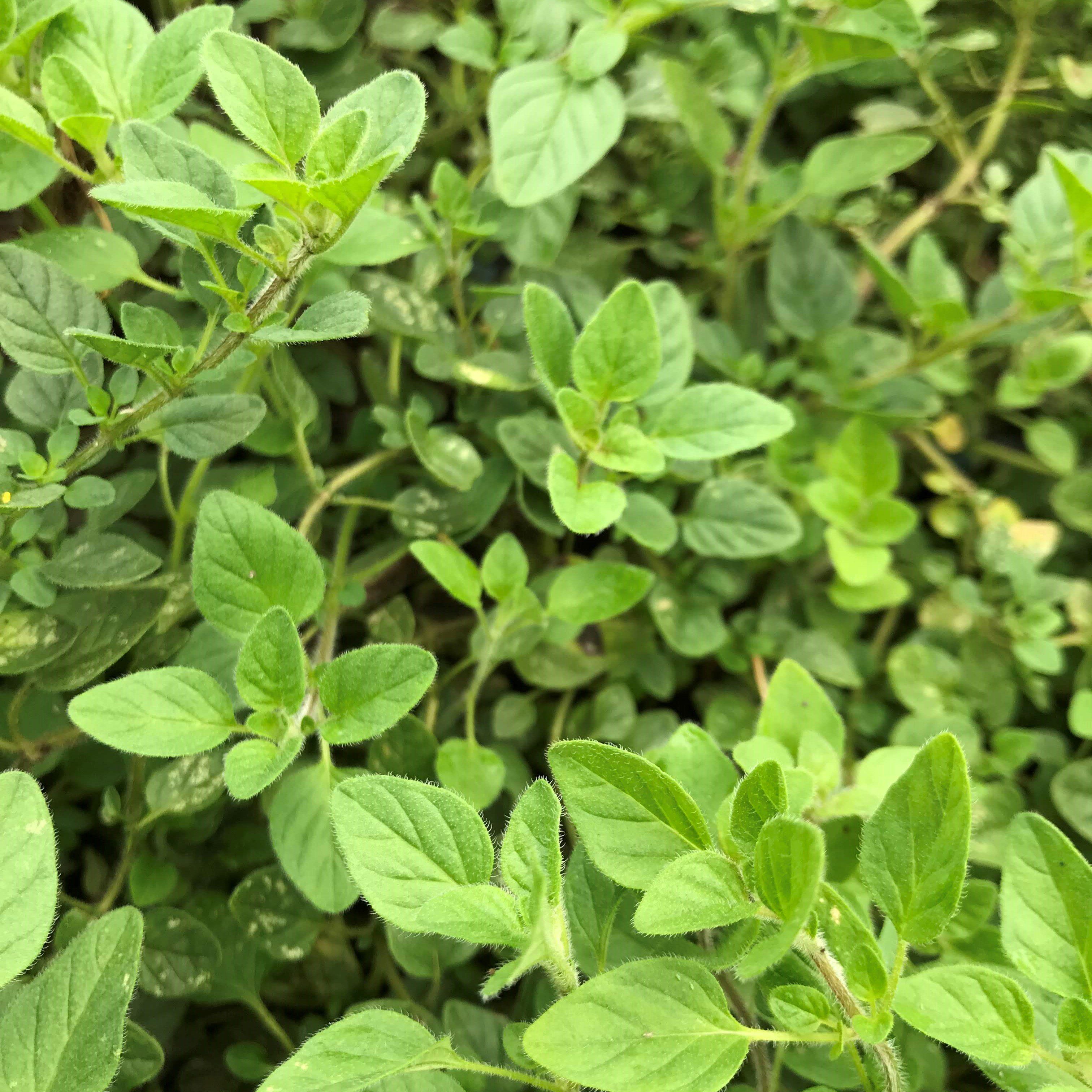 Greek Oregano vendor-unknown