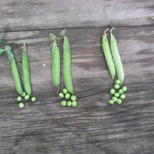 Green Arrow Shell Pea vendor-unknown