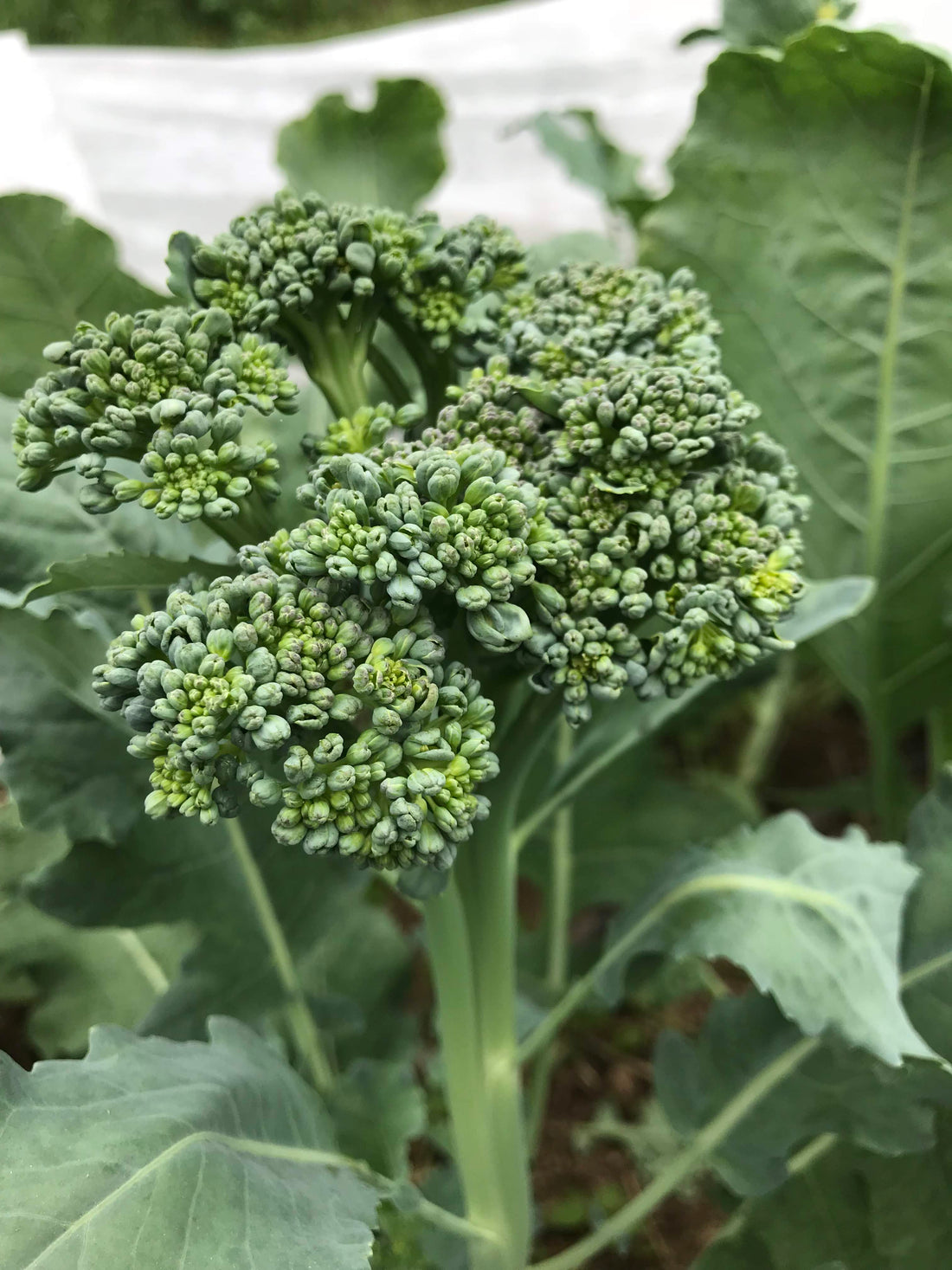 Green Sprouting Calabrese Broccoli