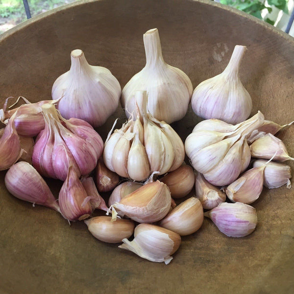 Hardneck Garlic Variety Pack vendor-unknown