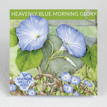 Heavenly Blue Morning Glory