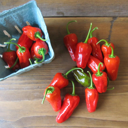 Hinkelhatz Hot Pepper vendor-unknown