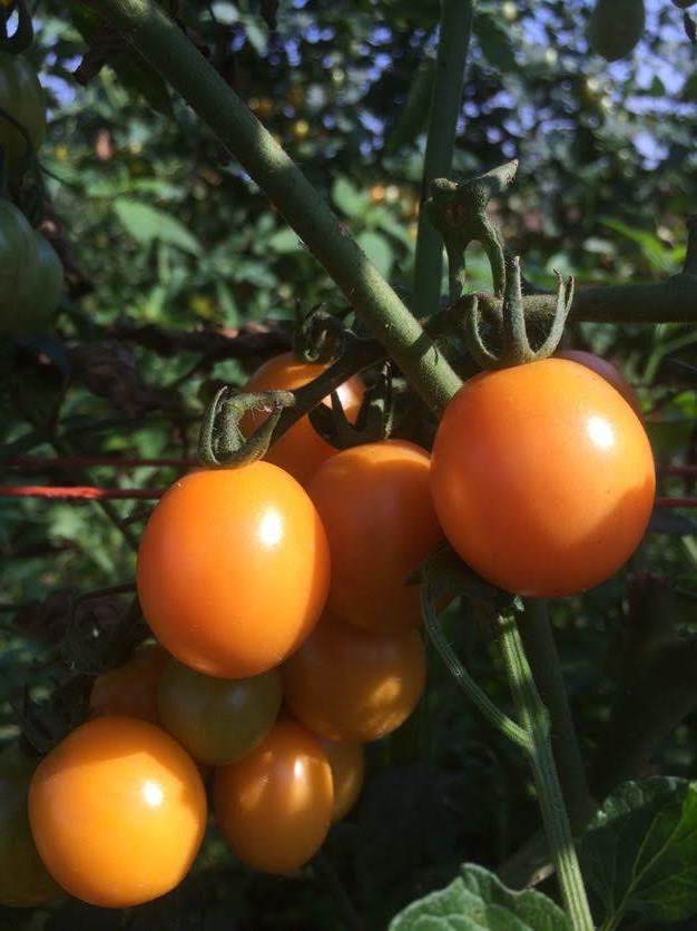 Honey Drop Cherry Tomato vendor-unknown