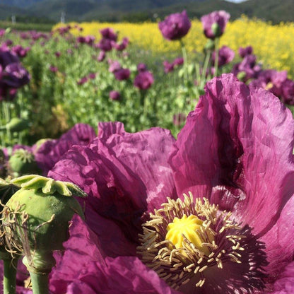 Hungarian Blue Breadseed Poppy vendor-unknown