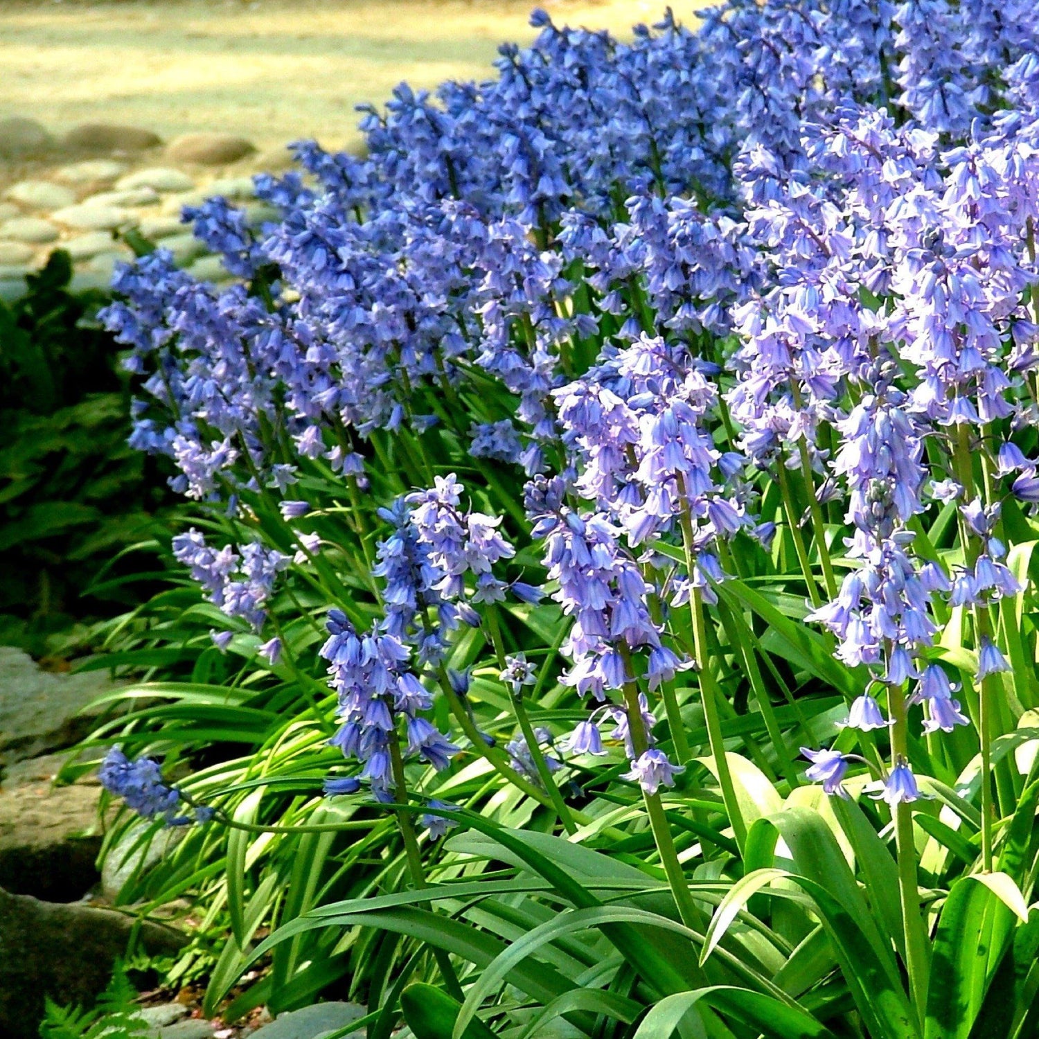 Hyacinthoides hispanica &quot;Excelsior&quot; vendor-unknown