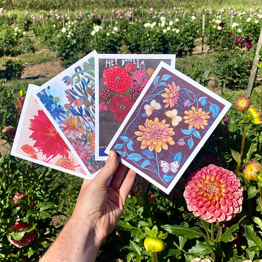 Dahlia Note Card Collection