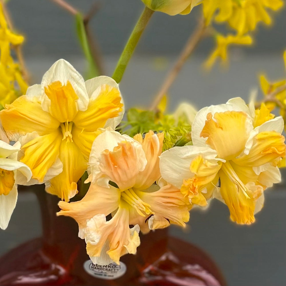 Narcissus 'Rainbow of Colors'