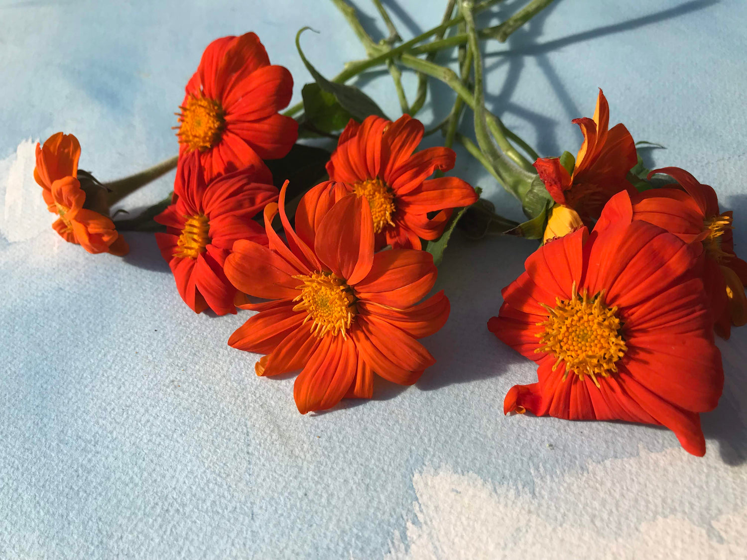 Torch Tithonia Mexican Sunflower Seedlings