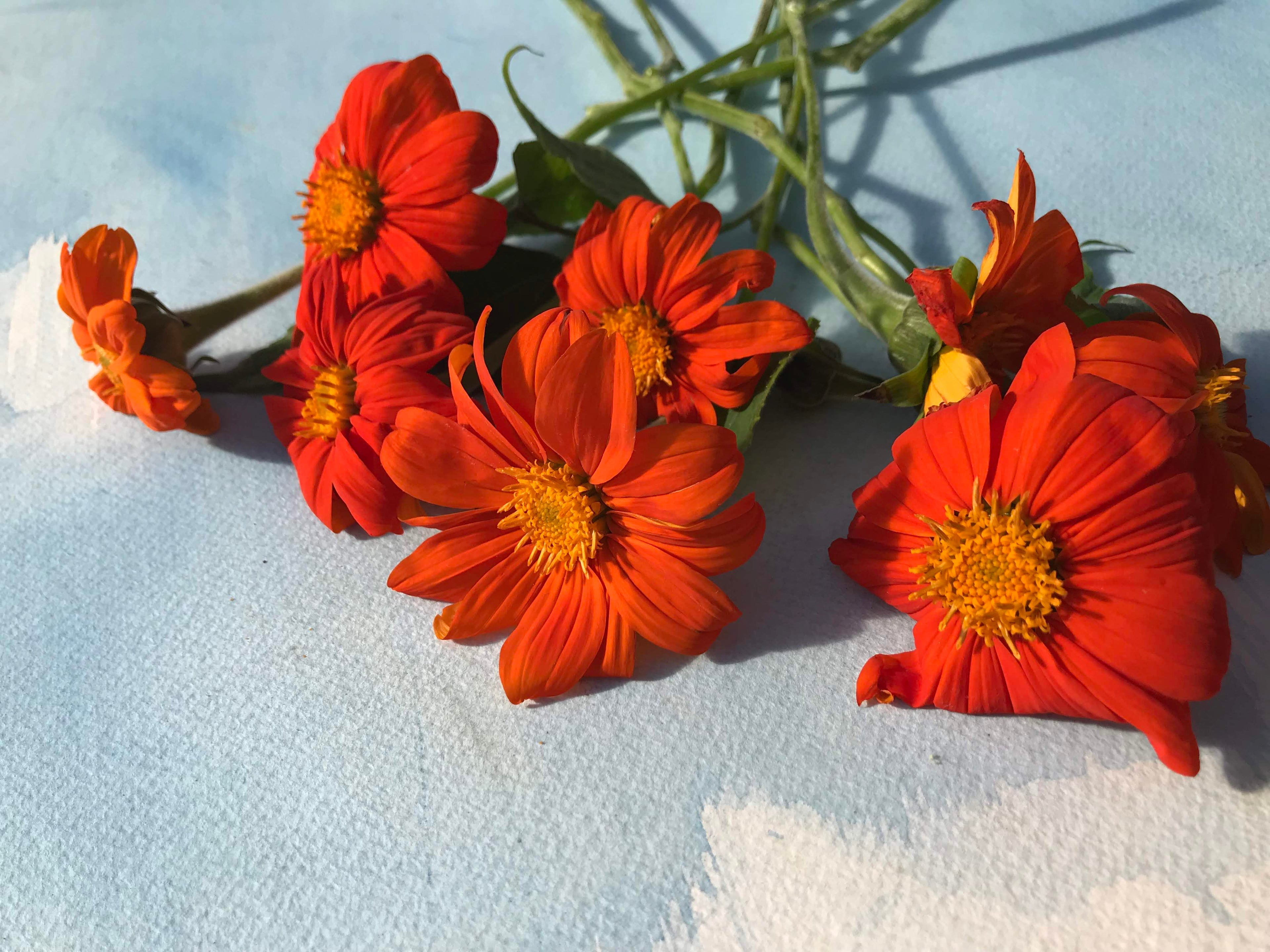 Torch Tithonia Mexican Sunflower Seedlings