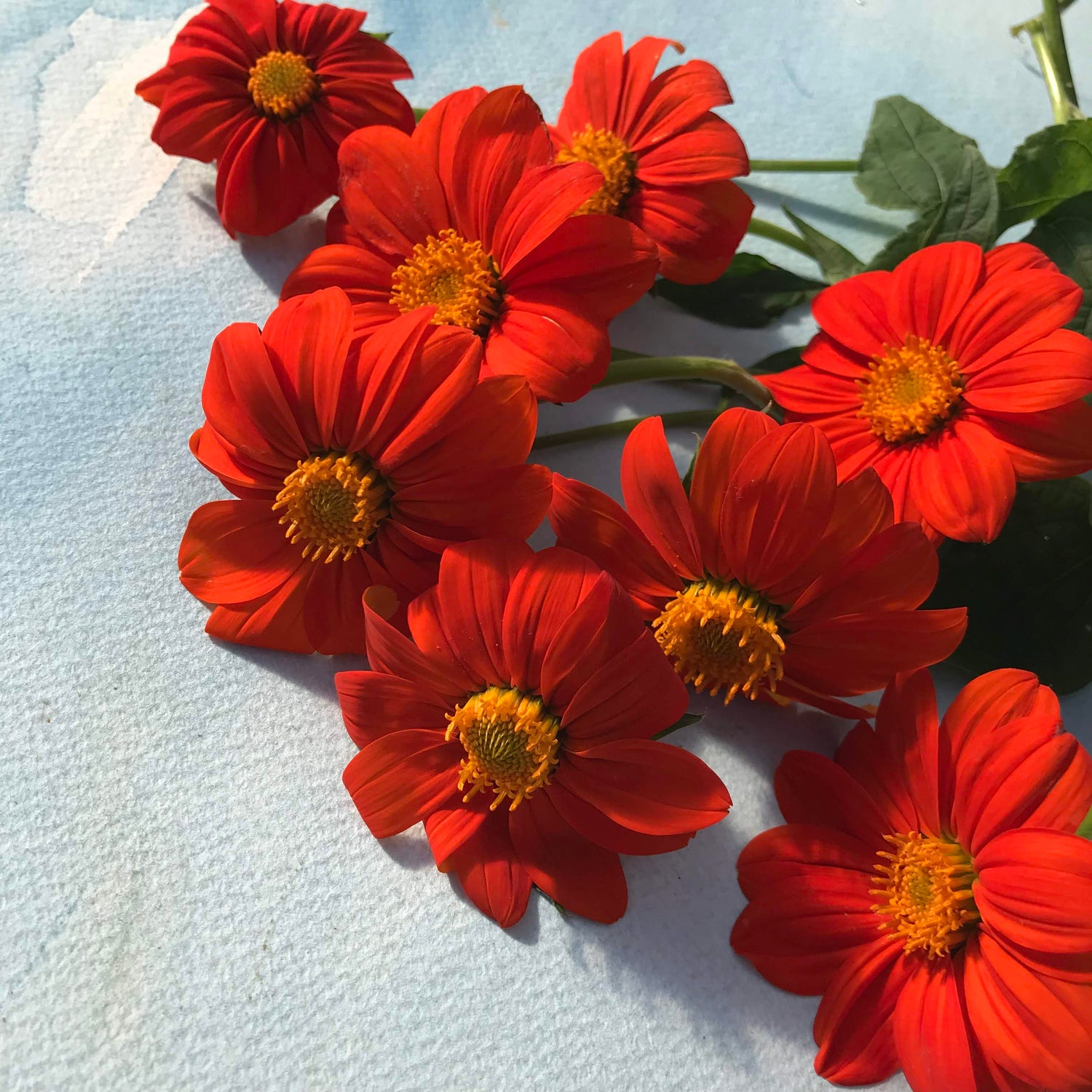 Torch Tithonia Mexican Sunflower Seedlings