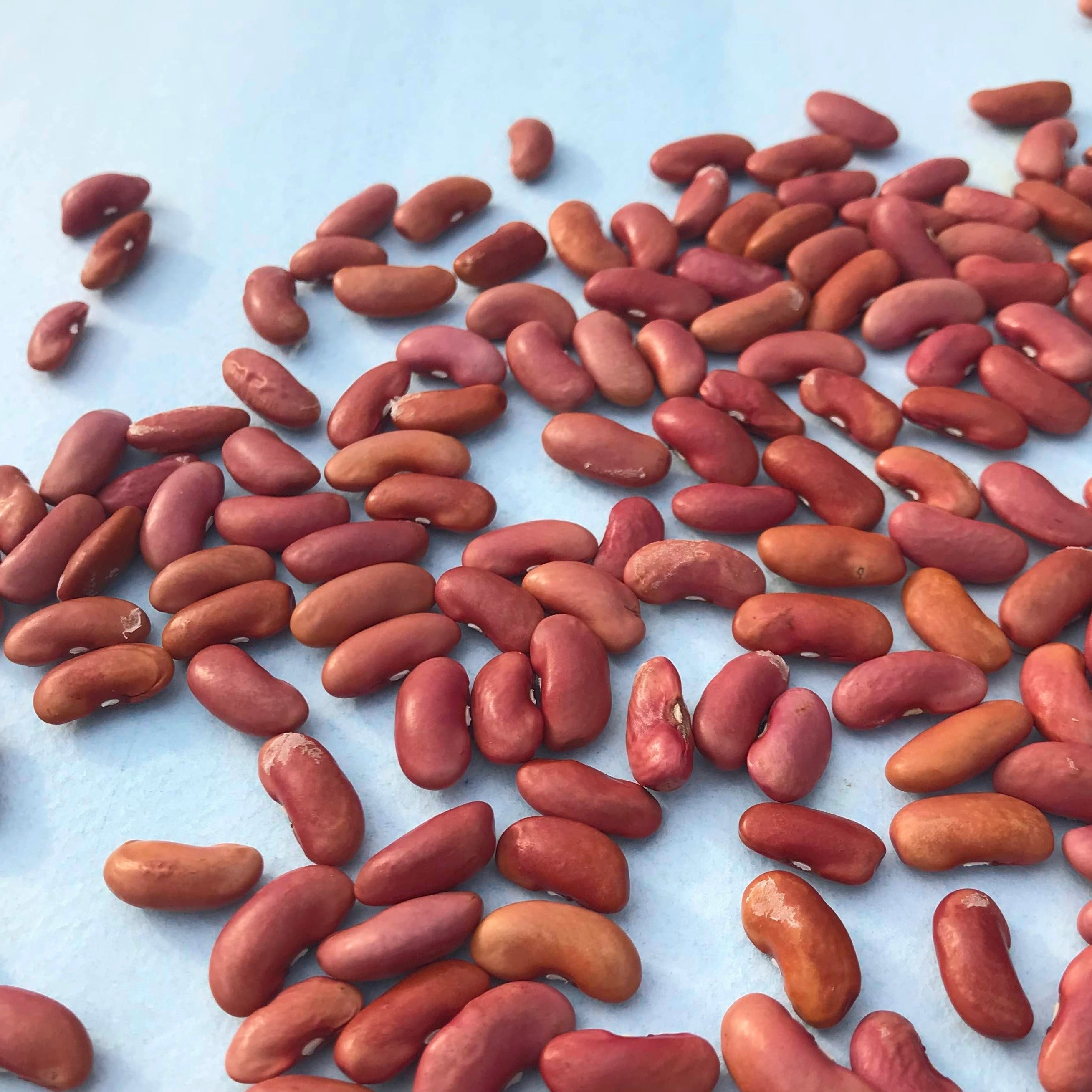 Light Red Kidney Bush Bean