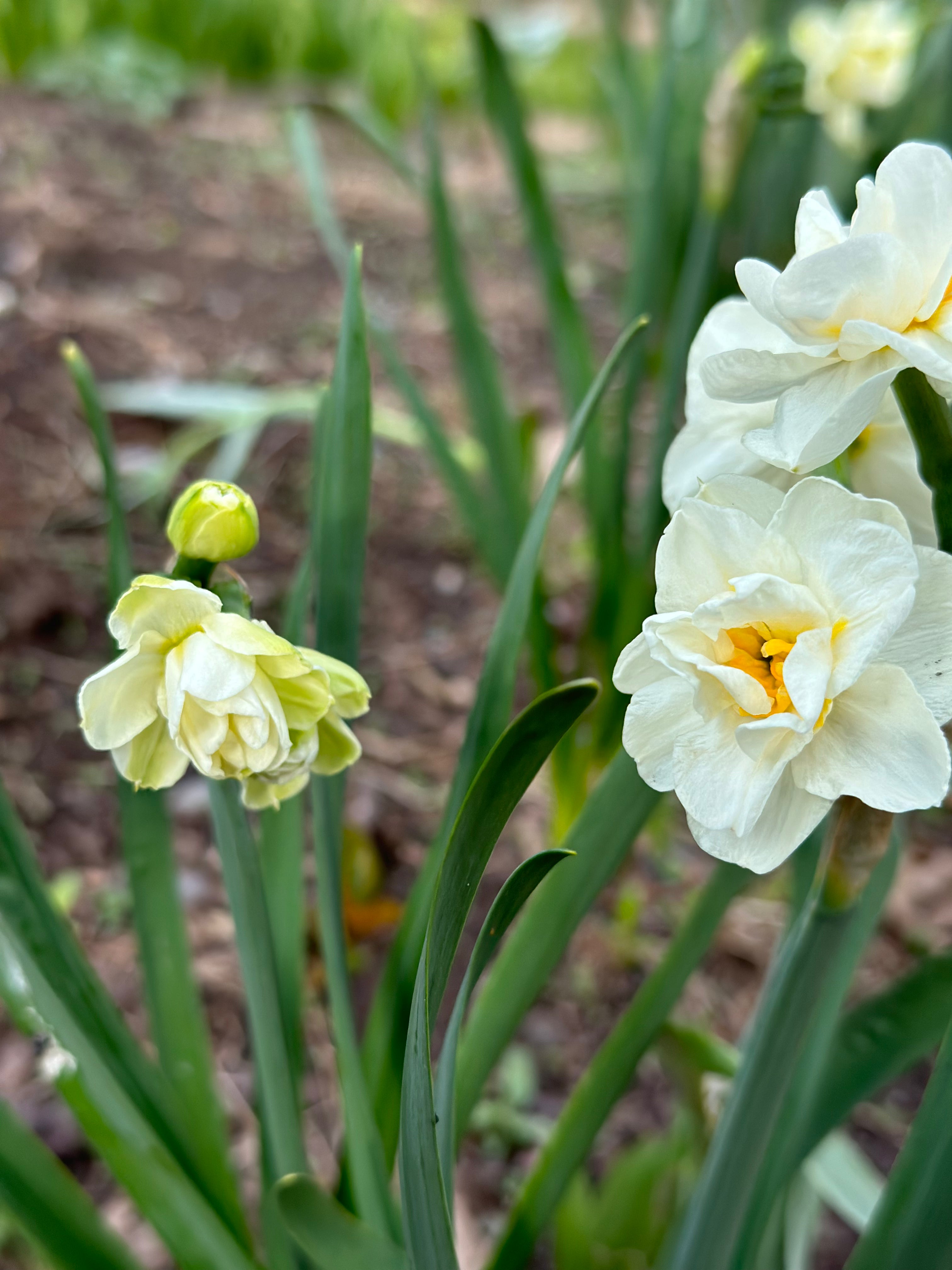 Narcissus &