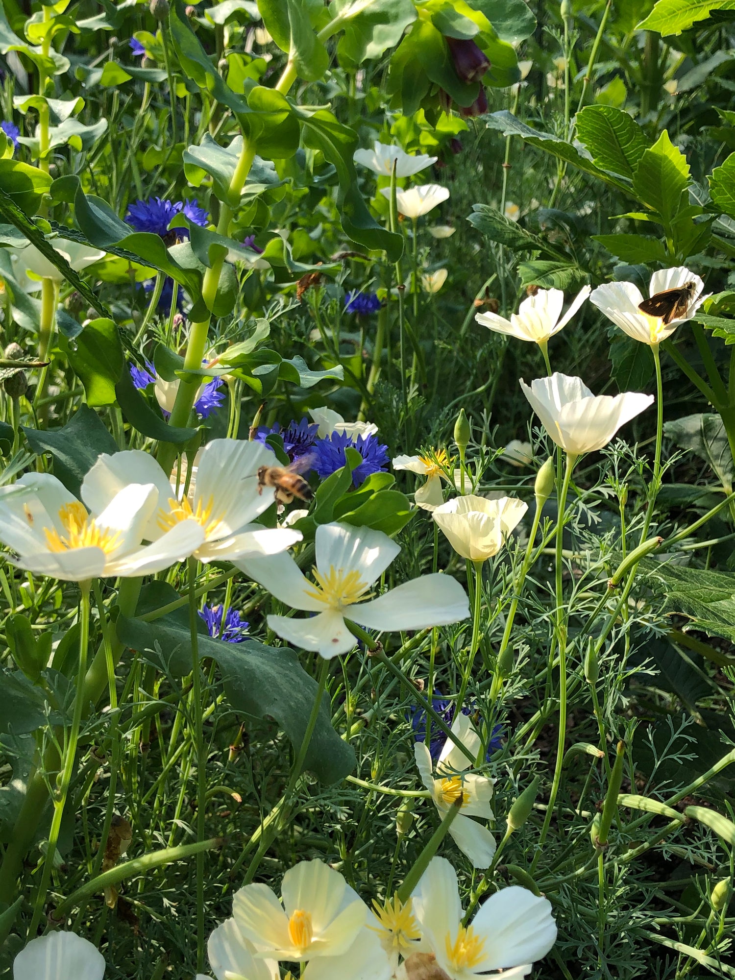 White Linen California Poppy