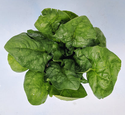 Butterflay Spinach