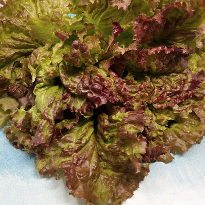 Prizehead Lettuce