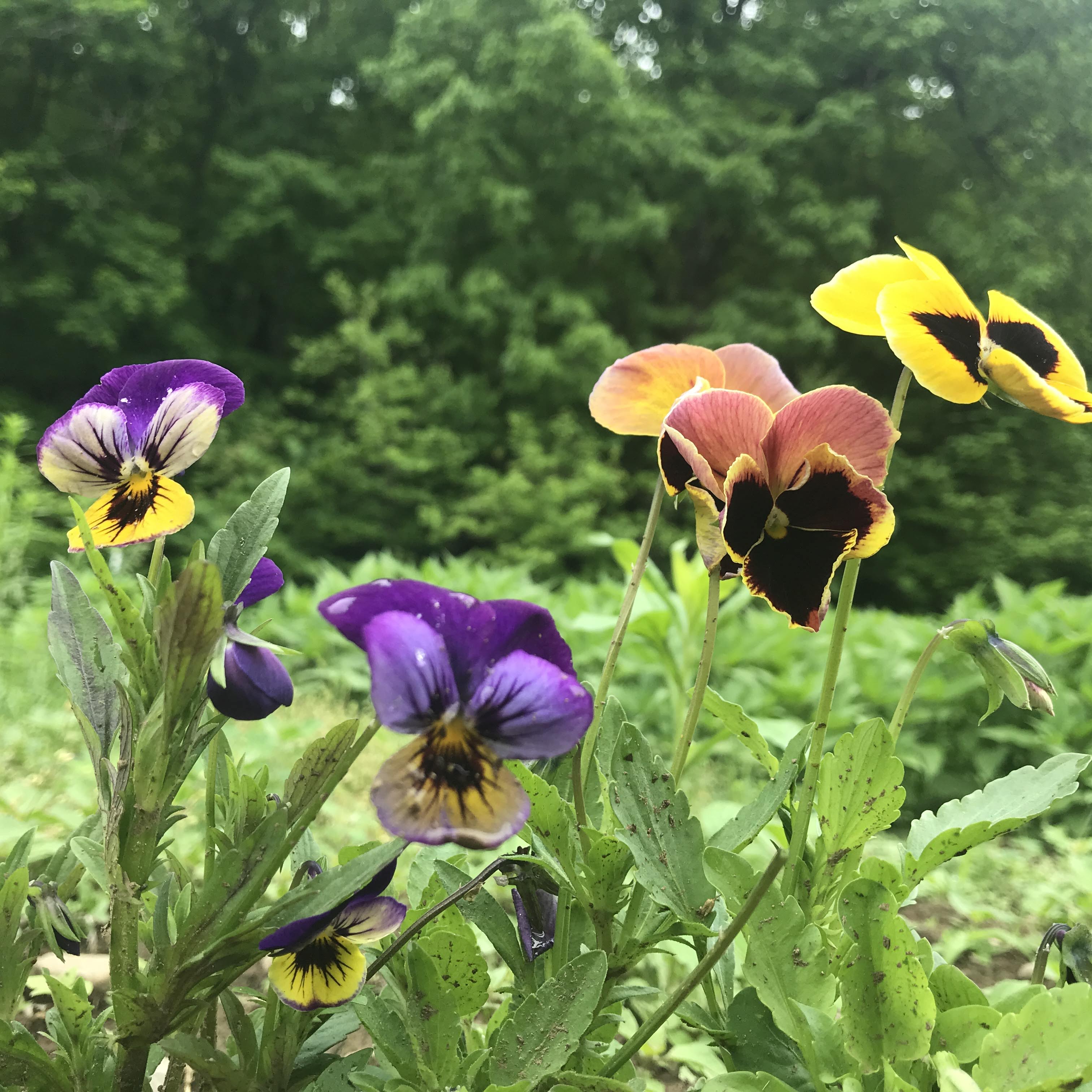 Pansy Mix Seedlings