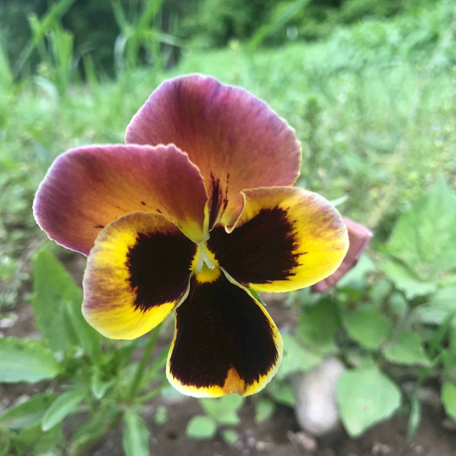 Pansy Mix Seedlings