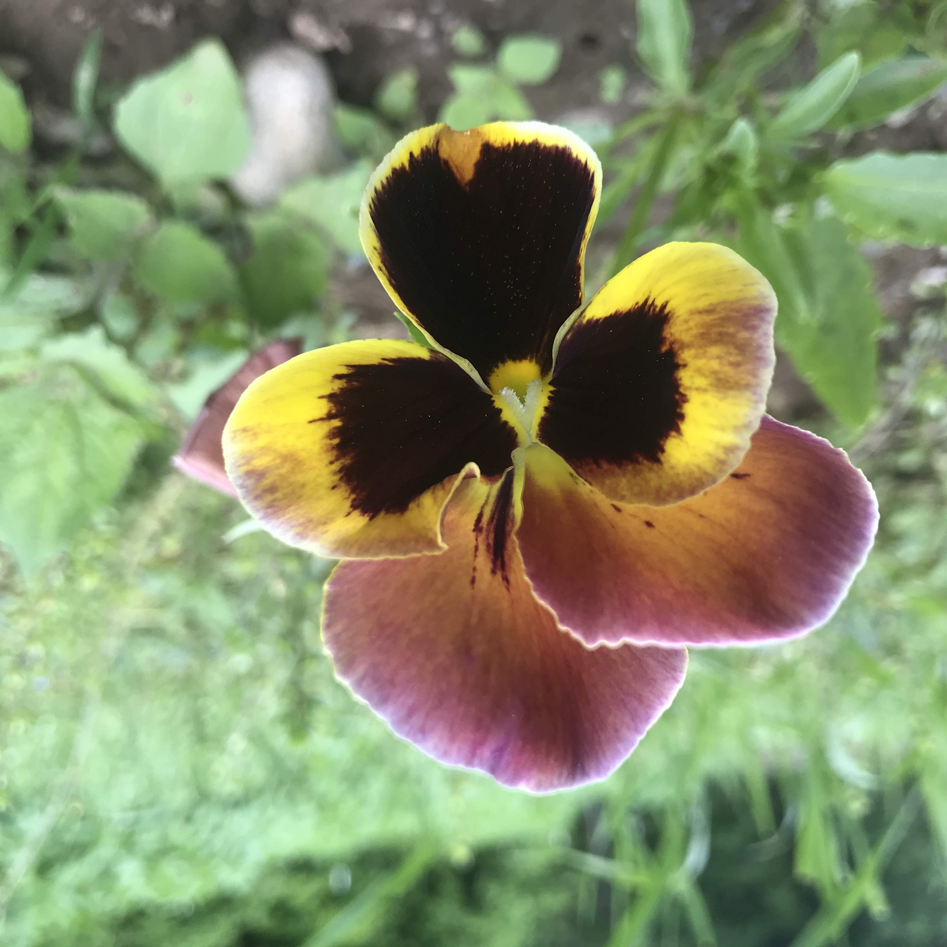 Pansy Mix Seedlings