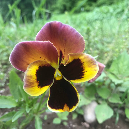 Pansy Mix Seedlings