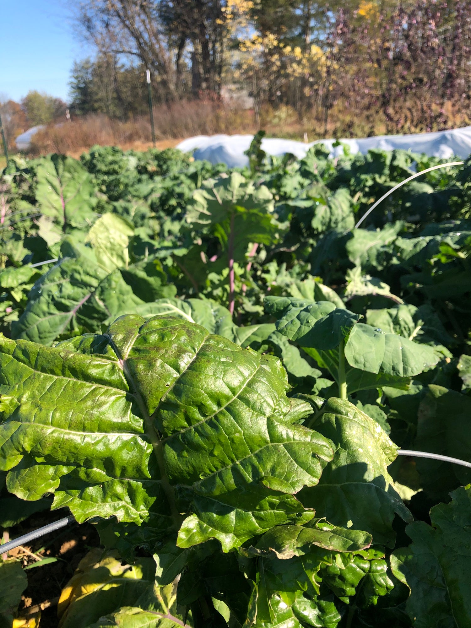 All Stars Kale Seedlings