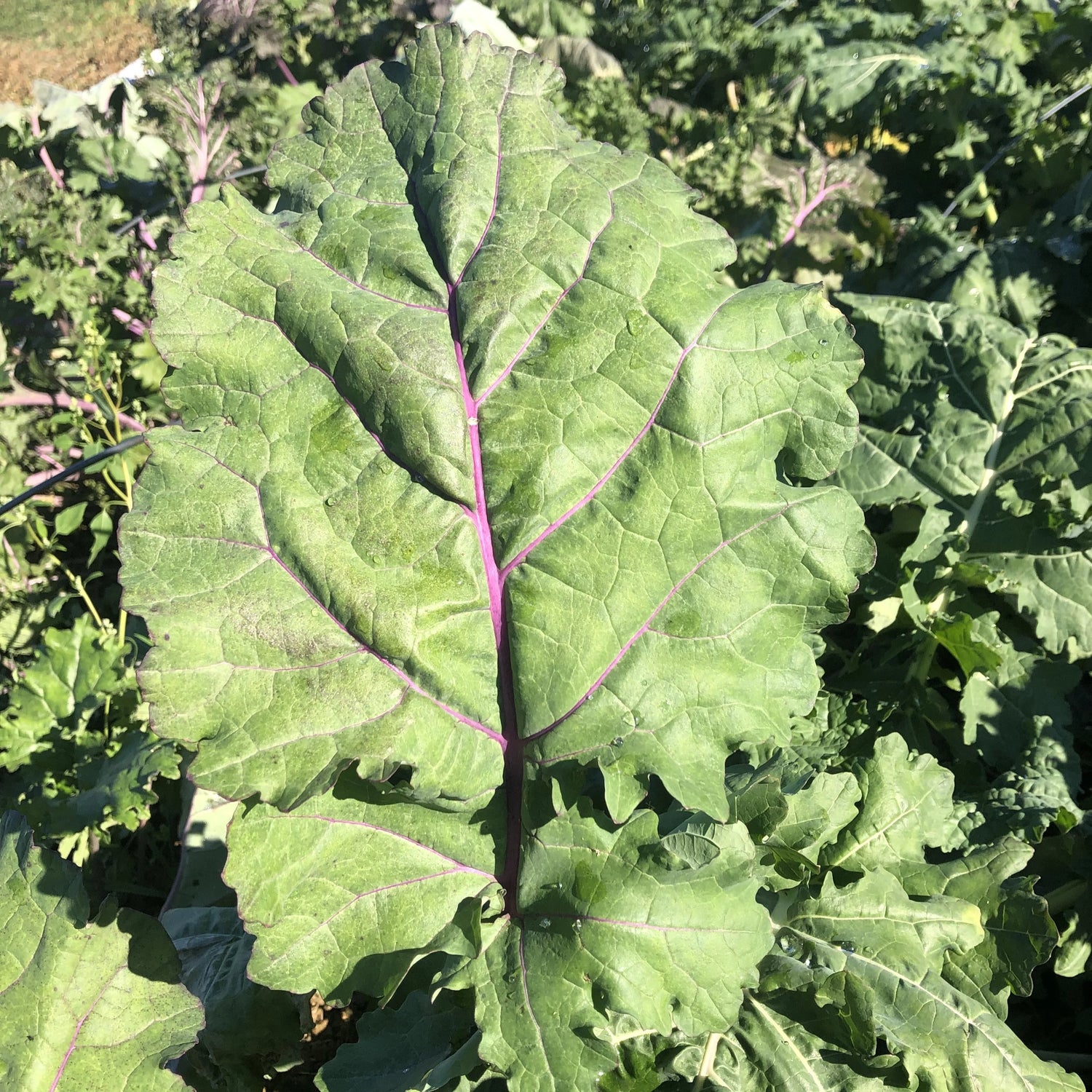 All Stars Kale Seedlings